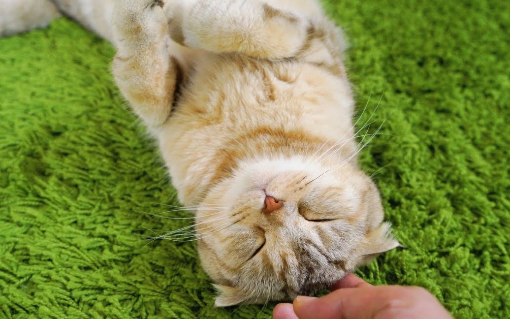 【suri&noel萌喵一家】【中文字幕】给姐姐洗脸的可爱猫咪soul_哔哩