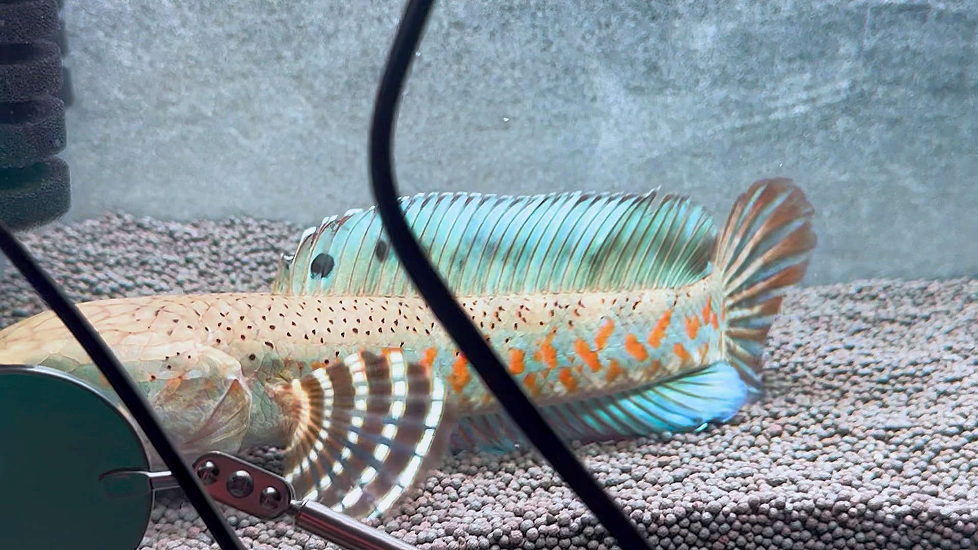 大尺寸幻红雷龙,1xx起双包,#雷龙鱼 #幻彩红宝石雷龙鱼.