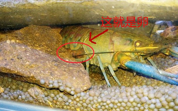鳌虾繁殖教程图片
