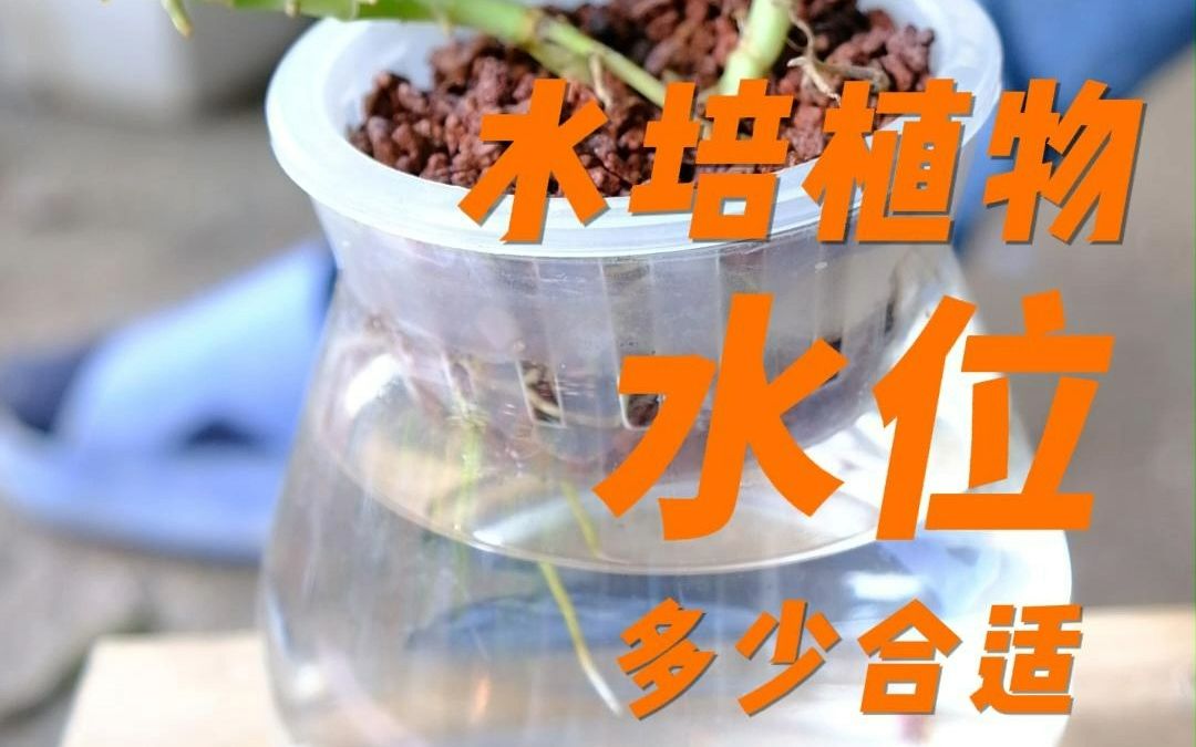 水培植物水位加到多少哔哩哔哩bilibili