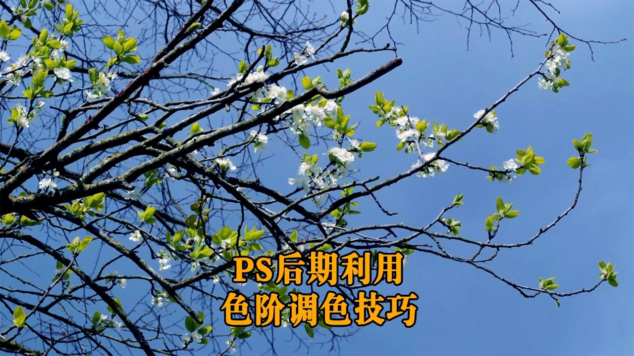 PS后期利用色阶对照片进行调色的技巧哔哩哔哩bilibili