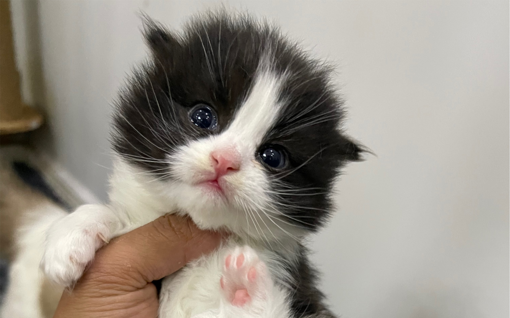 布偶妹妹奶牛弟弟找家长啦!有没有家长喜欢