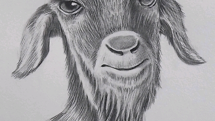 简单易学的素描动物山羊画法