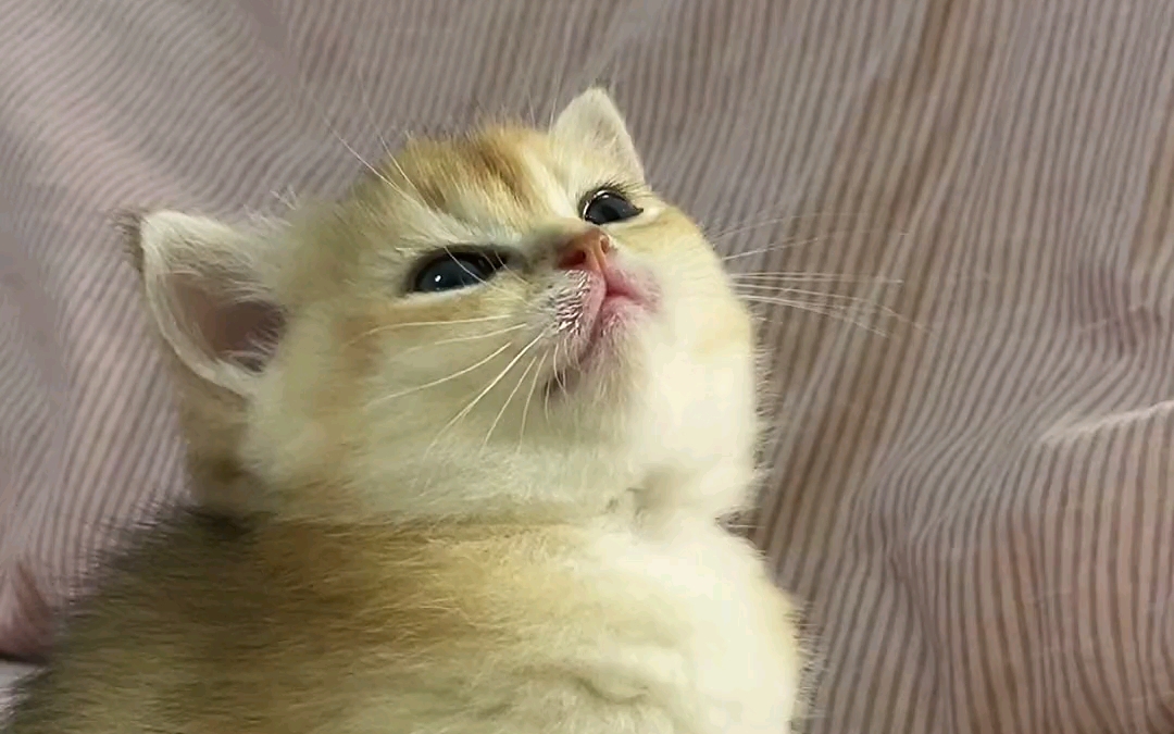 又凶又贪睡的猫仔-宠物视频-宠物视频-哔哩哔哩视频