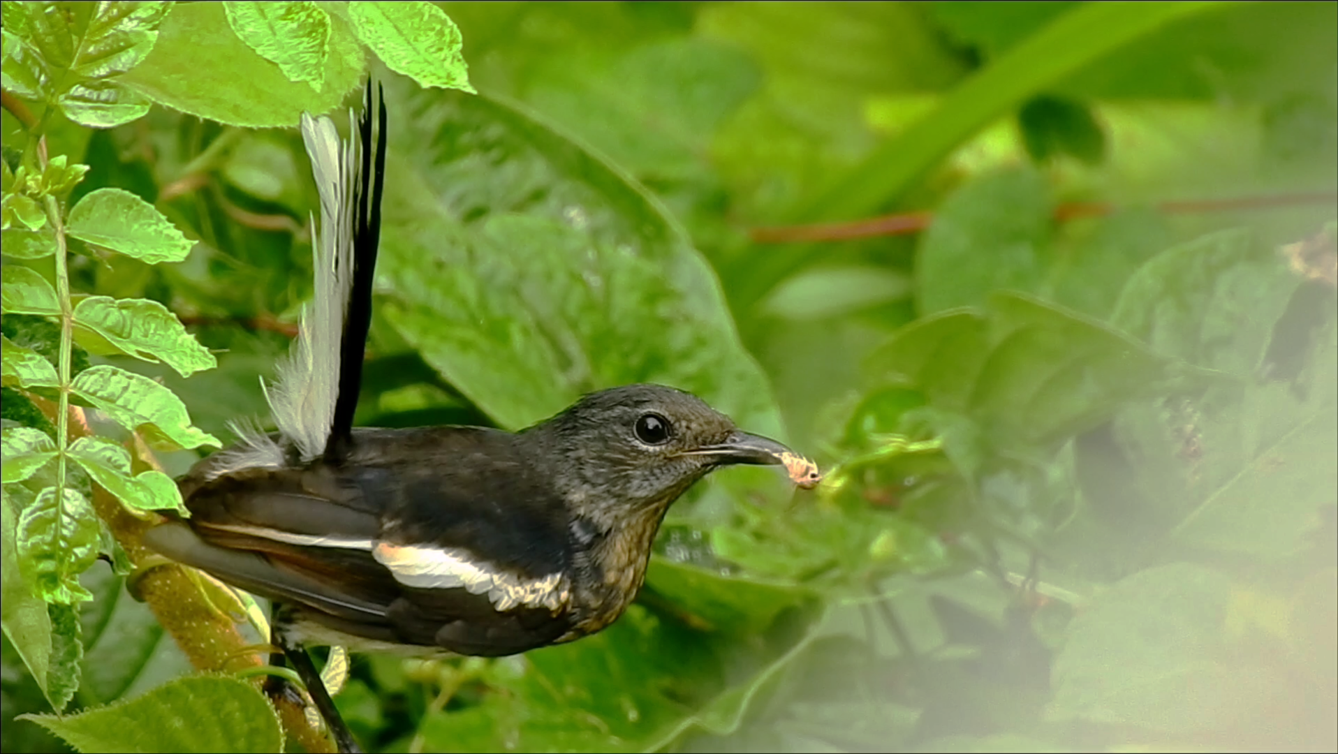 一只飞蛾在鹊鸲的嘴上不停的挣扎着.
