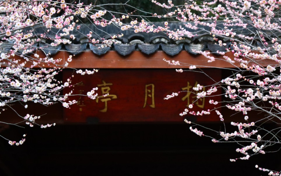 春游日记|今年春天决定和花花约会|三墩镇人民公园的梅花真的毫不逊色