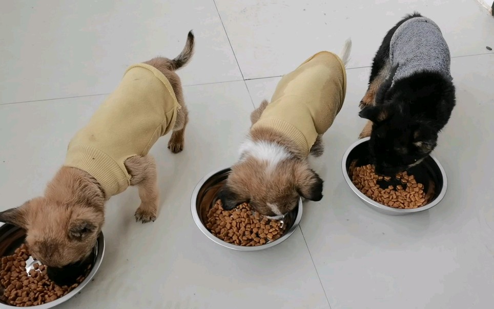 出生一个多月的流浪狗开始抢狗粮吃,憨萌又可爱,真像个小孩子!