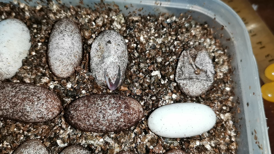 豹纹守宫出壳瞬间!