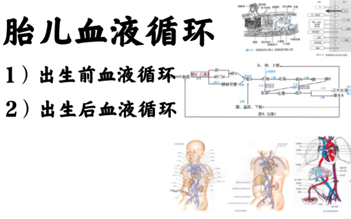 胎儿血液循环简述哔哩哔哩bilibili