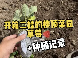 Download Video: 开箱+种植二娃的楼顶菜园草莓