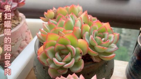 这个夏天不好过啊 农家院里每天都唱芭比q 地栽多肉能度夏吗 哔哩哔哩 Bilibili