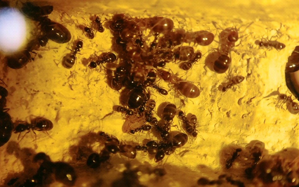 新疆原蚁,国产蜜罐蚁.刚过完冬,屁股还没有起来,后续更新大罐子