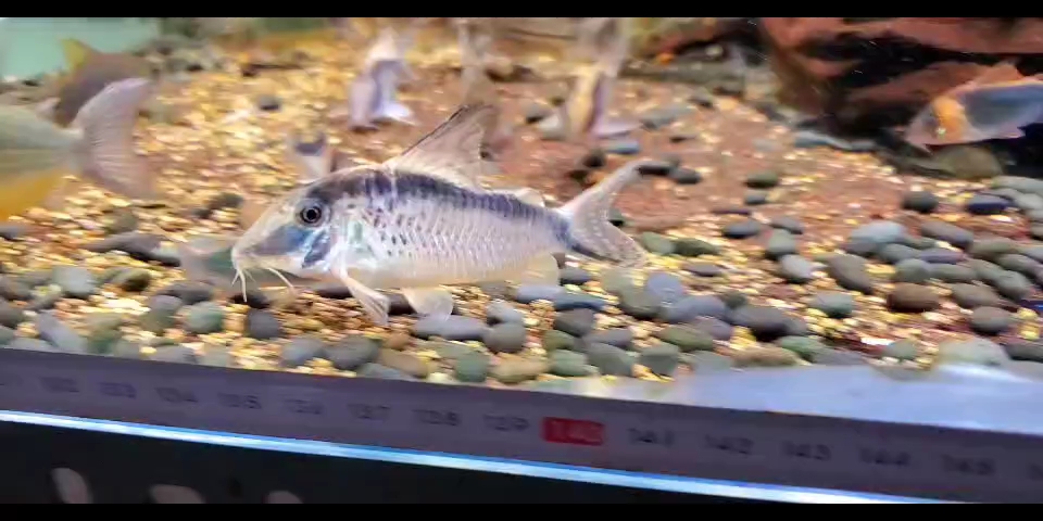 鼠鱼中的巴西帝王鼠