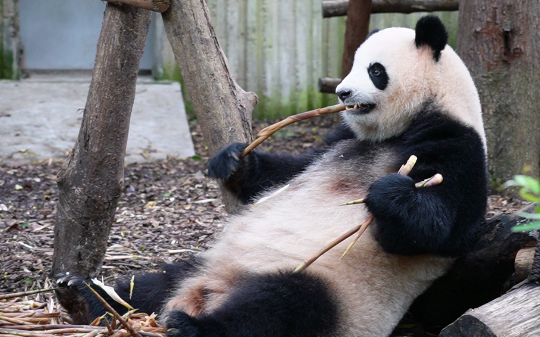 【大熊猫淼淼】淼公主一手拿三根笋,吃得好开心呀