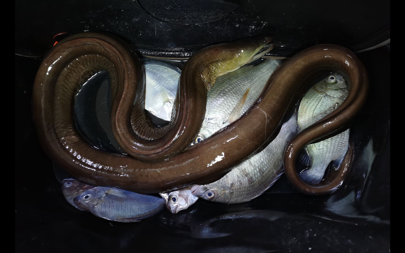 小焕狂拉海底巨兽:2米长大海鳗!