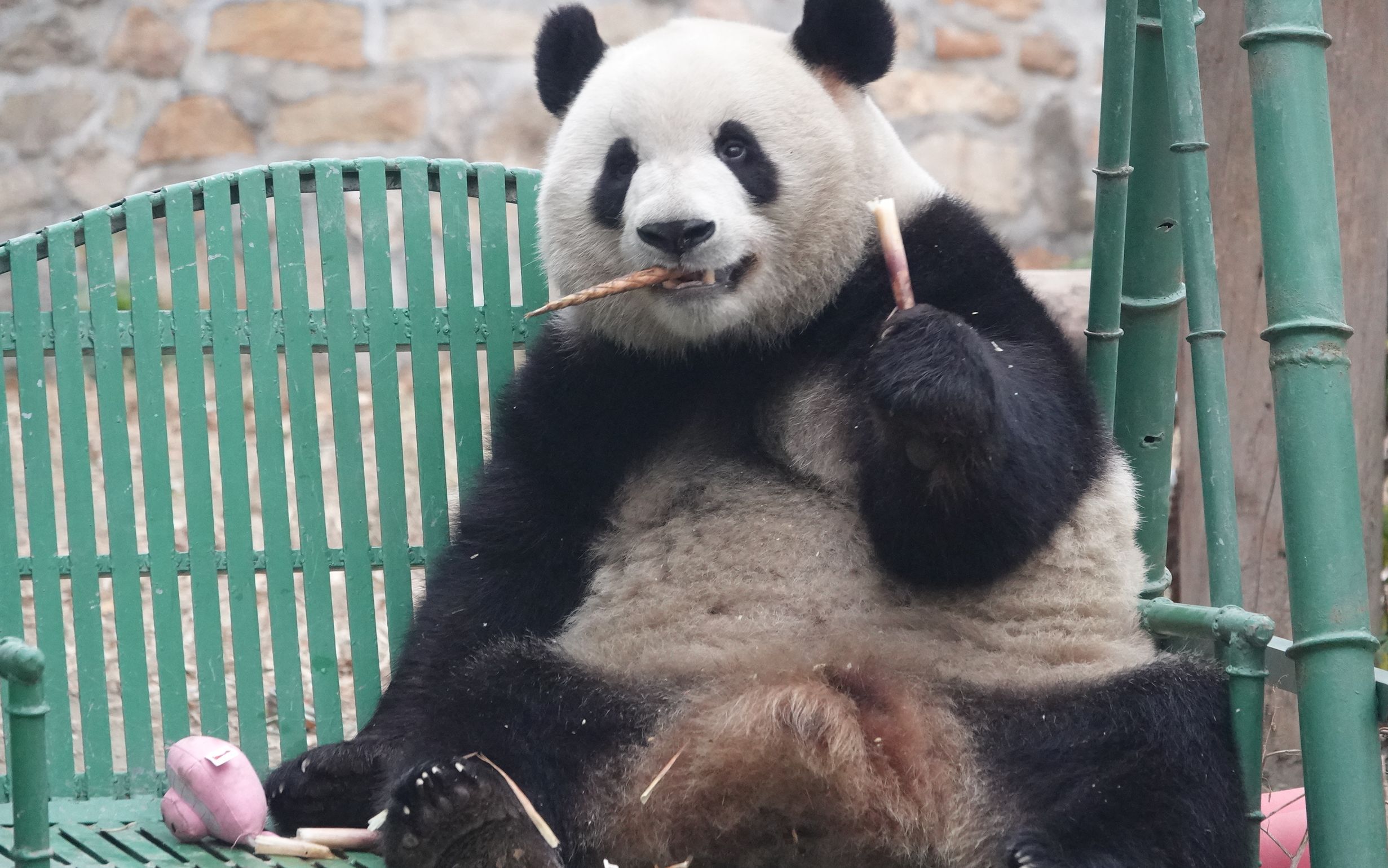 【大熊猫萌兰】吃竹_哔哩哔哩_bilibili