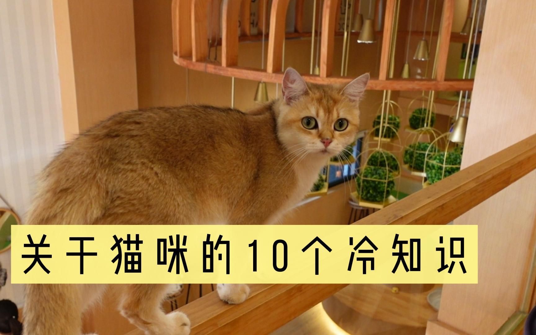 [图]关于猫咪的10个冷知识，知道一半算我输？！