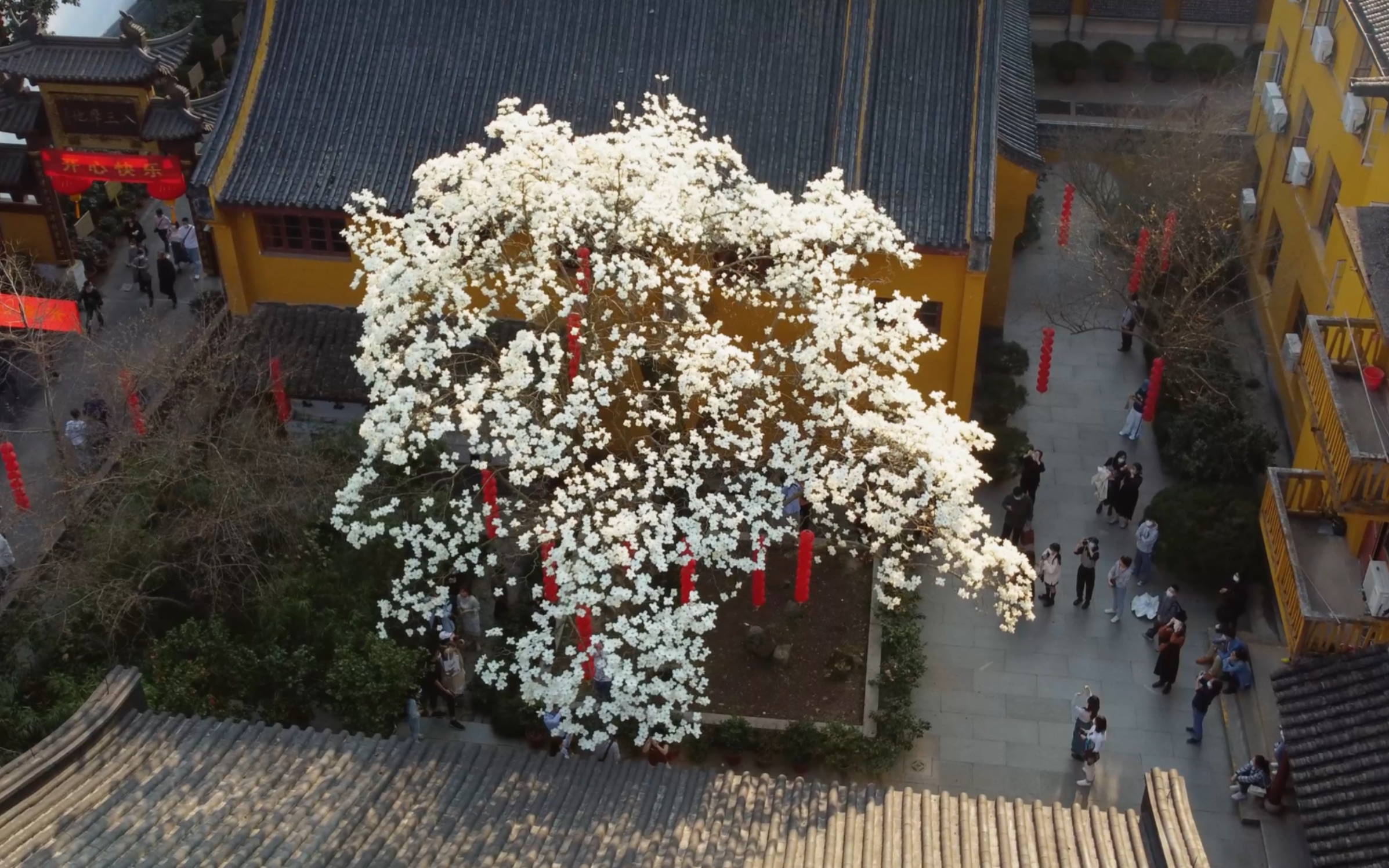 花期只有十来天 法喜寺古树报春!