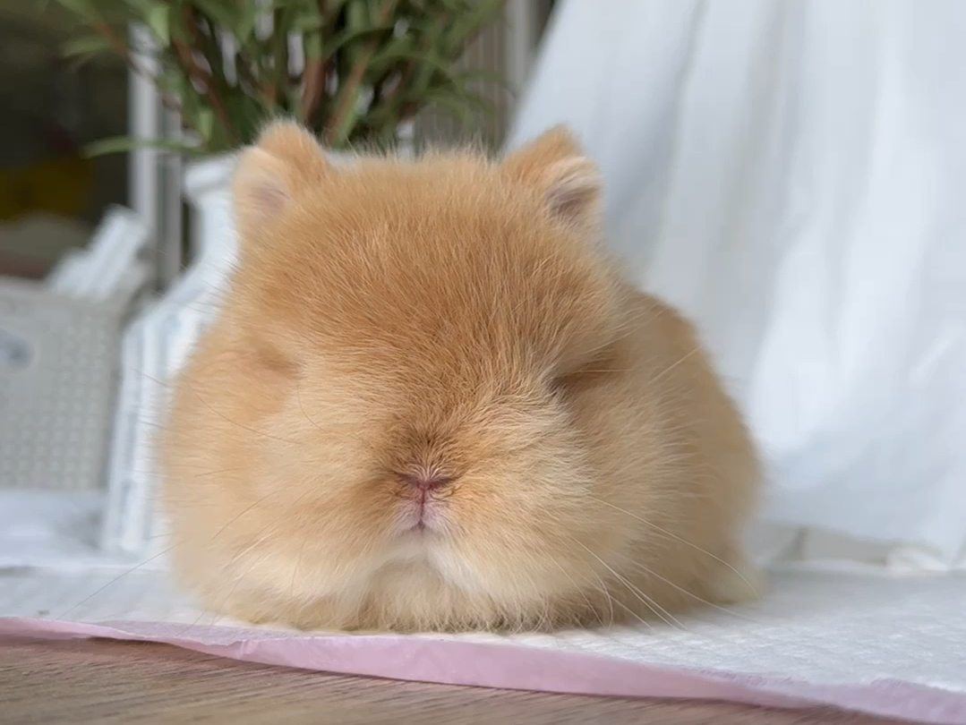 小极品侏儒兔妹妹～满月视频