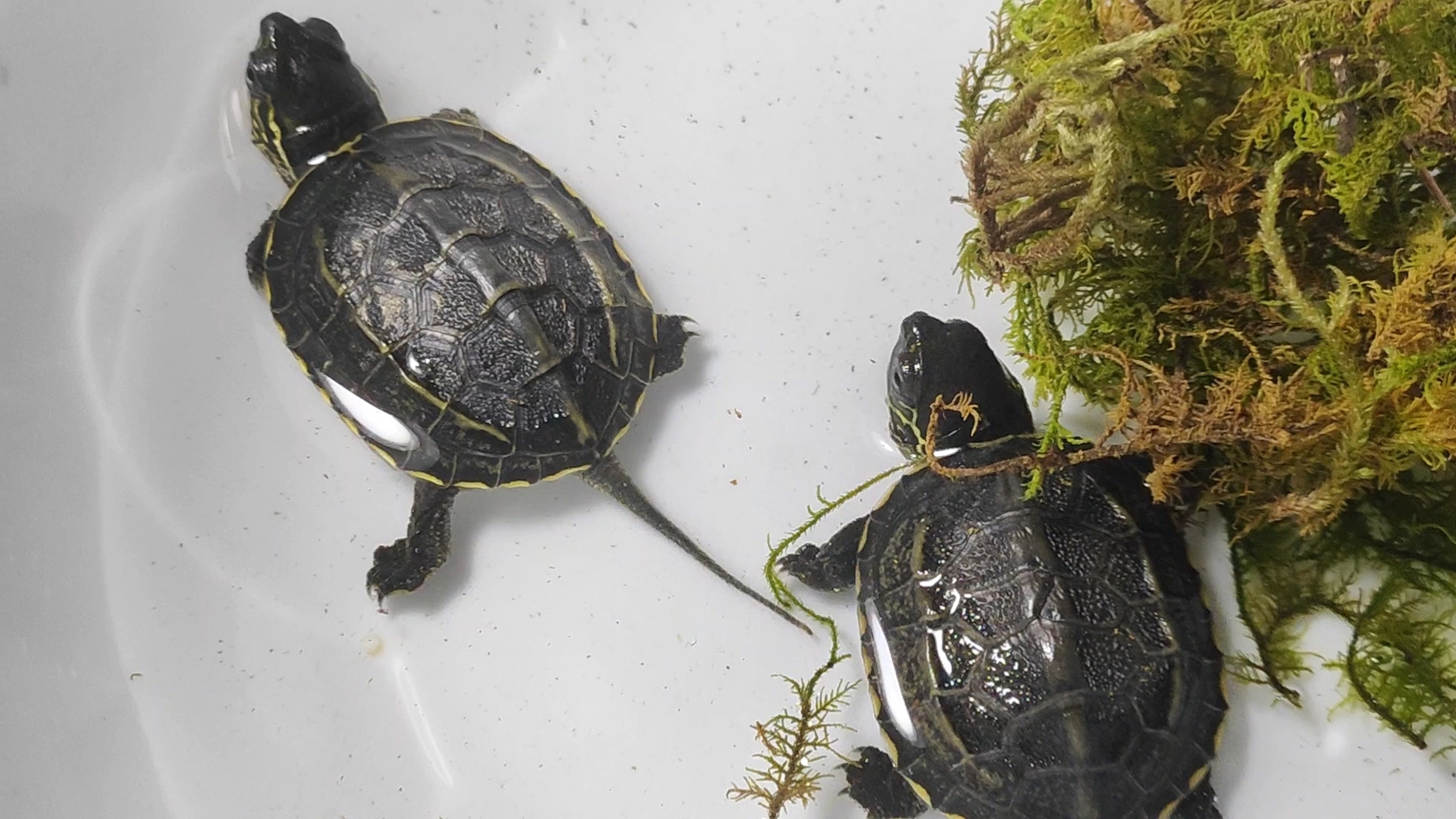 中华草龟!这也太可爱了吧