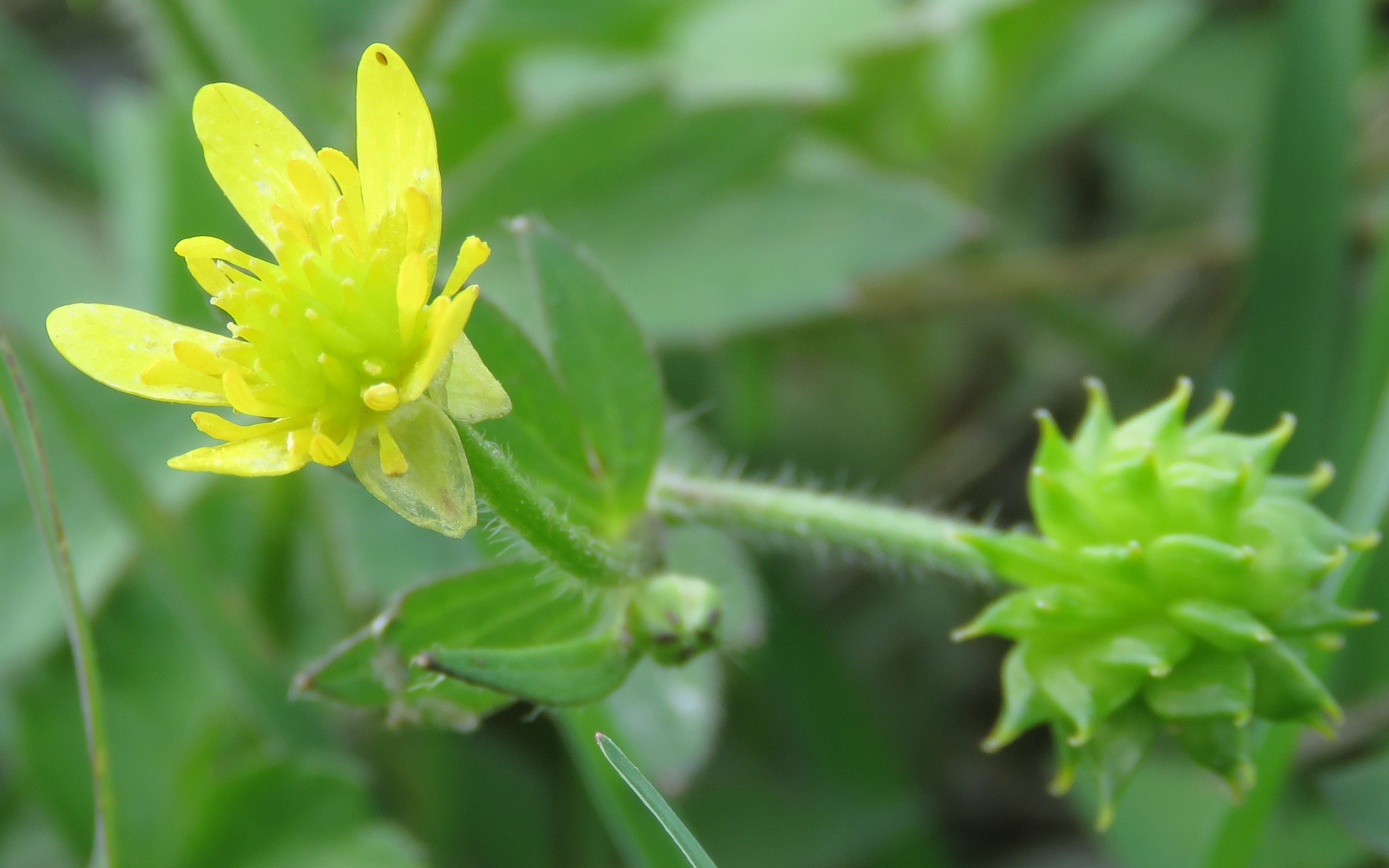 野草石龙芮图片