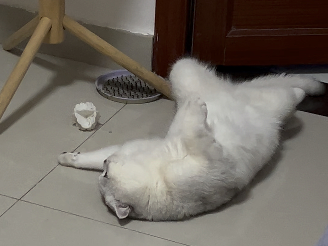 玩累了瘫倒在地,无法无天的姿势