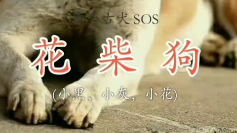 毛色 俗称花狗 特别毛色 白狗带印 聪明活泼的良种犬 纯土狗 广西土猎居多 涉多古犬种 国犬 Aitiaitiaobgm 哔哩哔哩