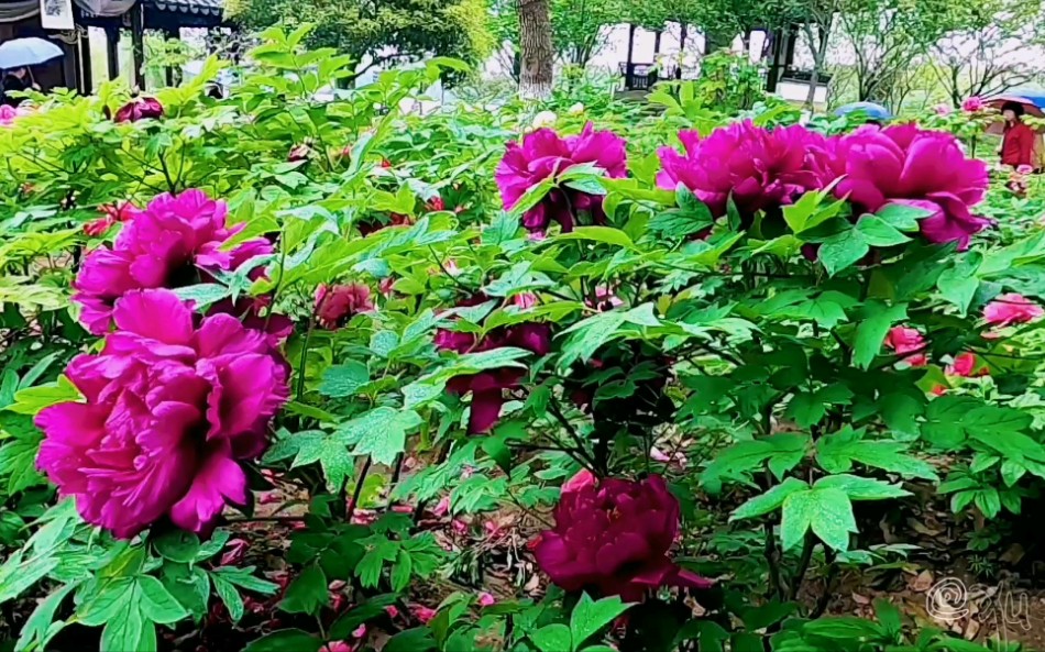 尚湖牡丹已过盛花期,要赏花明年请早…#牡丹 #花开富贵好运来 #记录