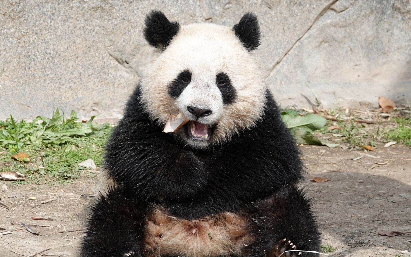 第一次看到雪宝站立