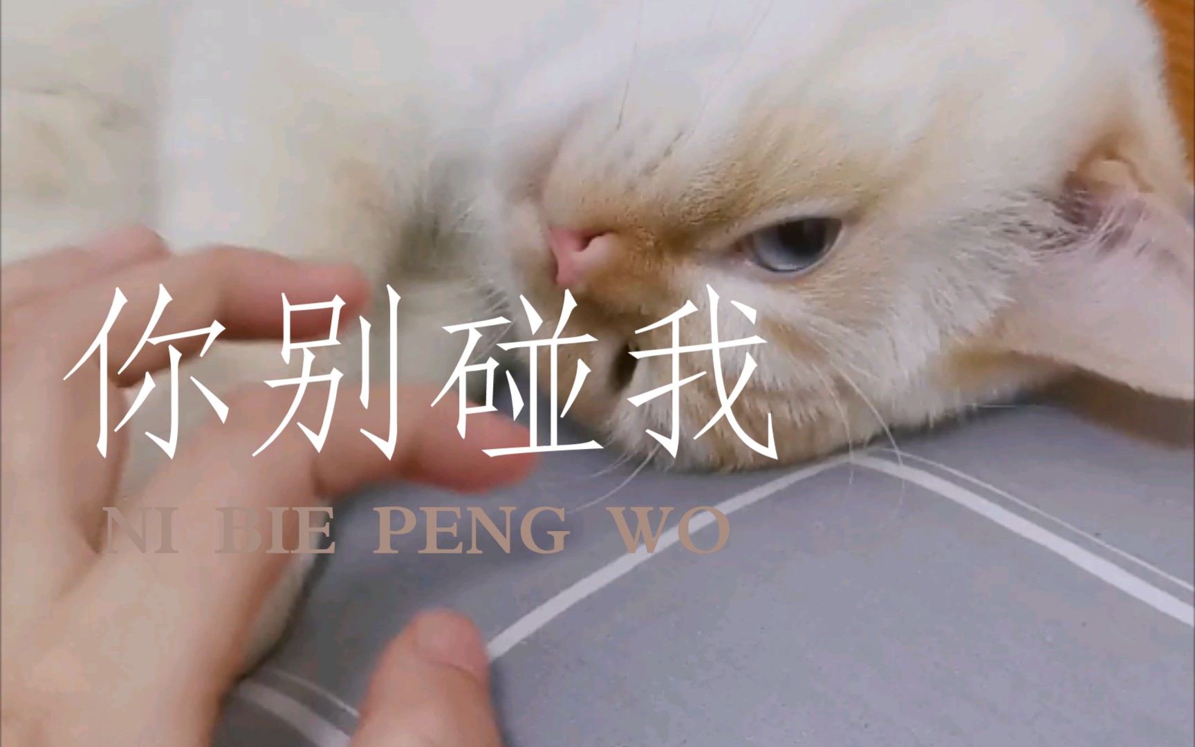 【花生日记】铲屎的,你别碰我!