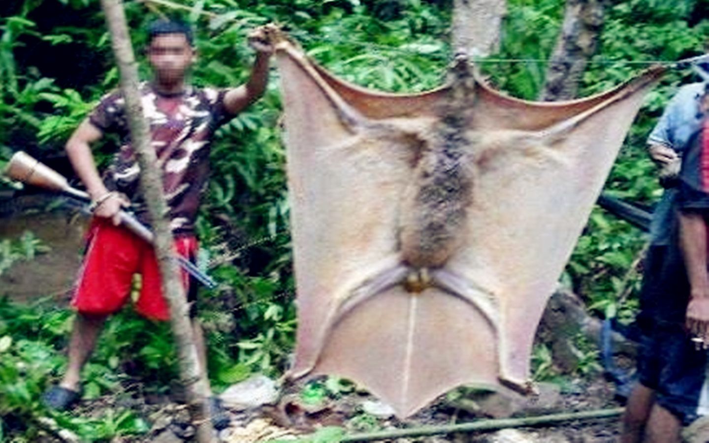 巨型蝙蝠王白色图片