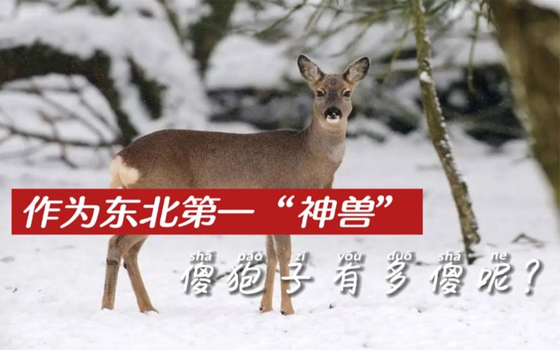 作为东北第一神兽傻狍子有多傻呢这么笨怎么还没灭绝