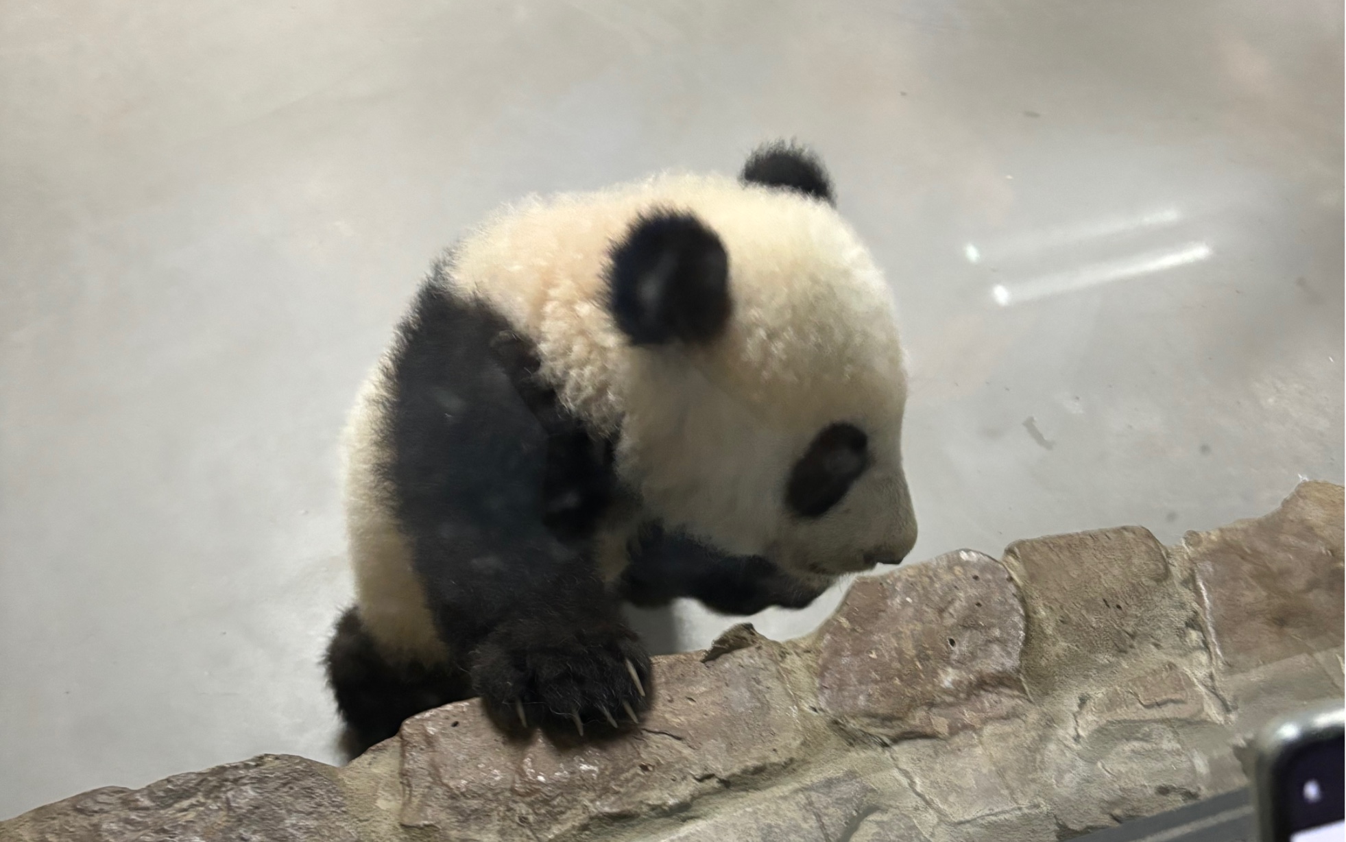 终于又来看熊猫啦!2023.11.12滚滚的小合集