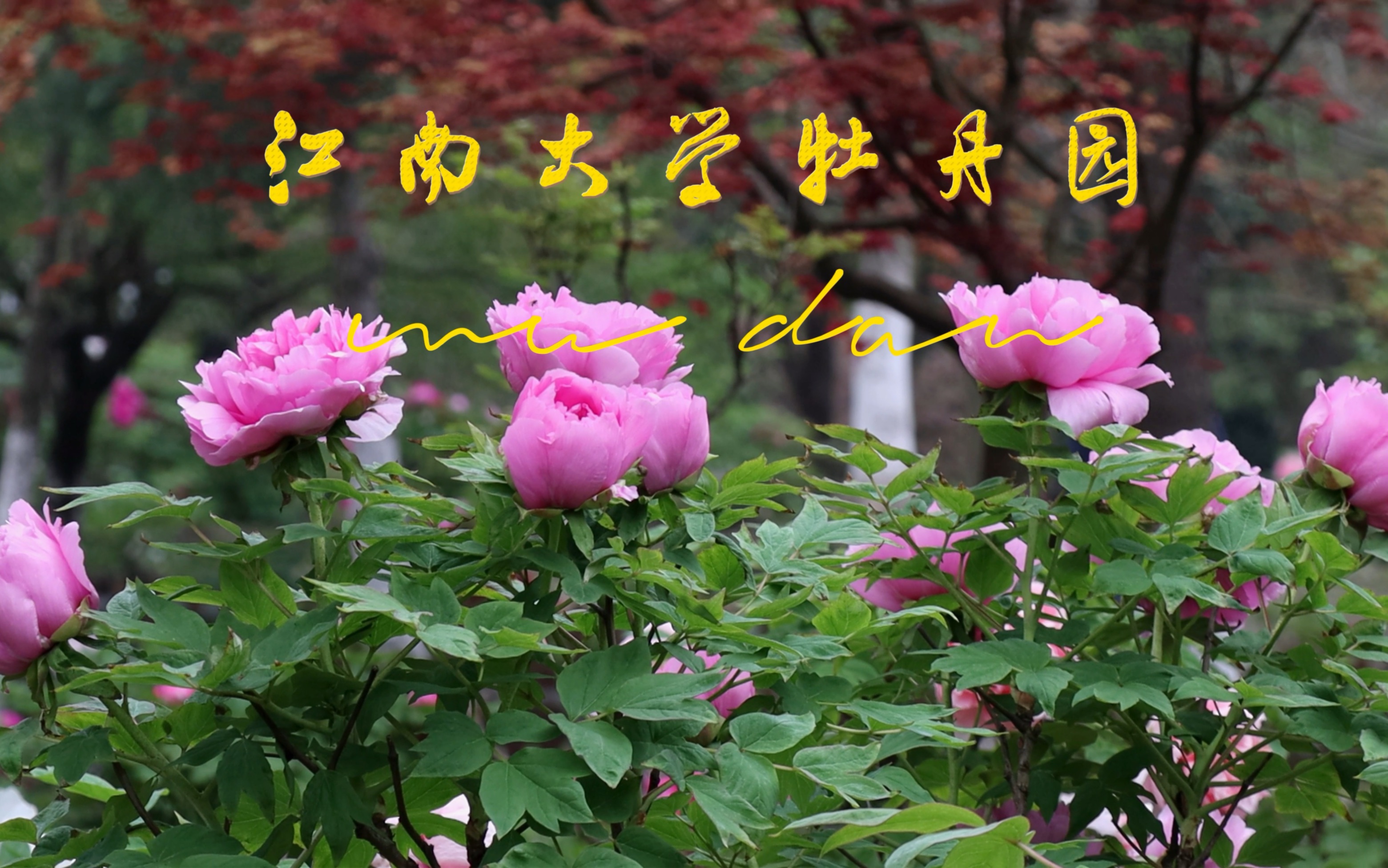 江南大学牡丹园