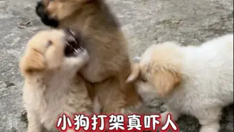 小狗打架真吓人