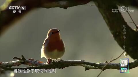 动物求爱有多奇葩 雌雄同体 遇见美女变帅哥 遇见帅哥变美女 哔哩哔哩