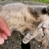 一只胖灰猫躺在人面前，被人摸了