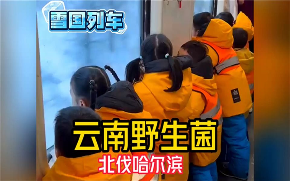 云南小野生菌已落地,特别注意服装不统一,主打品种多,毒性大!