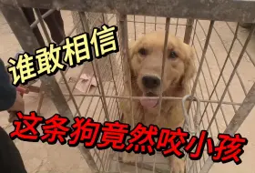 Скачать видео: 为争宠金毛犬竟然咬小孩，主人拉到狗市直接卖肉，直言一定要宰了