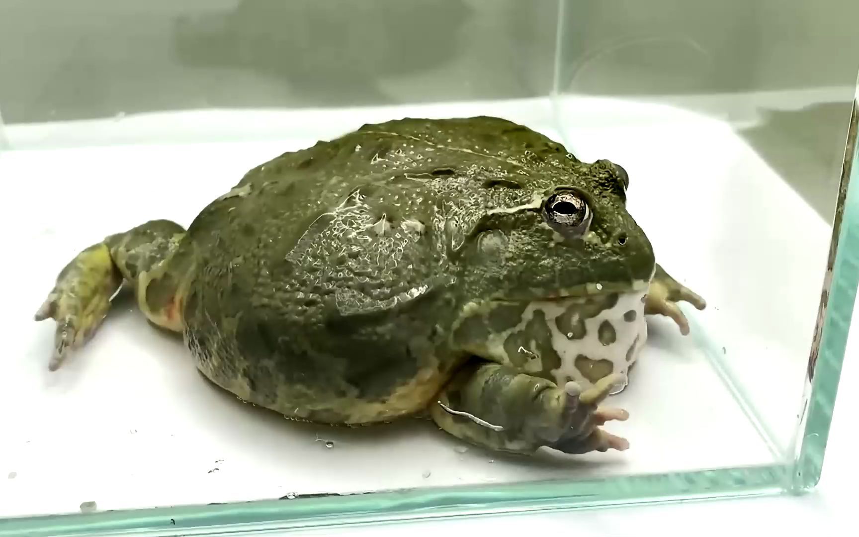 对不起,我不该干预来着 #牛蛙 #搞笑 #逗比 #猎奇