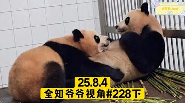 熊猫様×4 ねこ肯定感 Lサイズ まぐろ | ハンプティーダンプティー公式