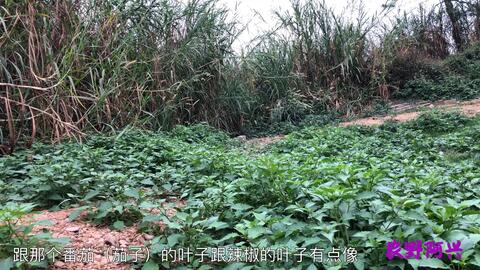 你那有人吃这种野菜吗 学名叫龙葵 土话叫白花菜 你那怎么叫 哔哩哔哩 Bilibili