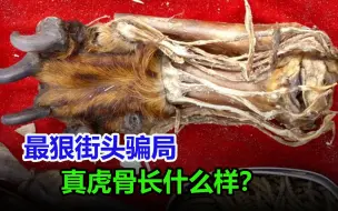 Tải video: 最狠的江湖骗局，真虎骨究竟长什么样子？假虎骨又是怎么做出来的