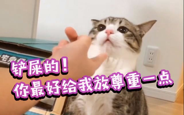 [图]【猫】suzume：有完没完我不要面子的啊～