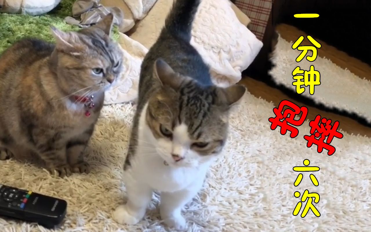 太暴力!猫弟被猫姐一分钟抱摔六次~哔哩哔哩bilibili