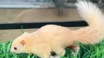 给上海的发个安排发货,变异黄化红腹松鼠