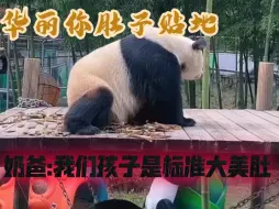 Скачать видео: 大熊猫华丽有一个很能做公关的奶爸，护崽出天了，夸宝宝们的技术简直像传销头子，哈哈哈哈