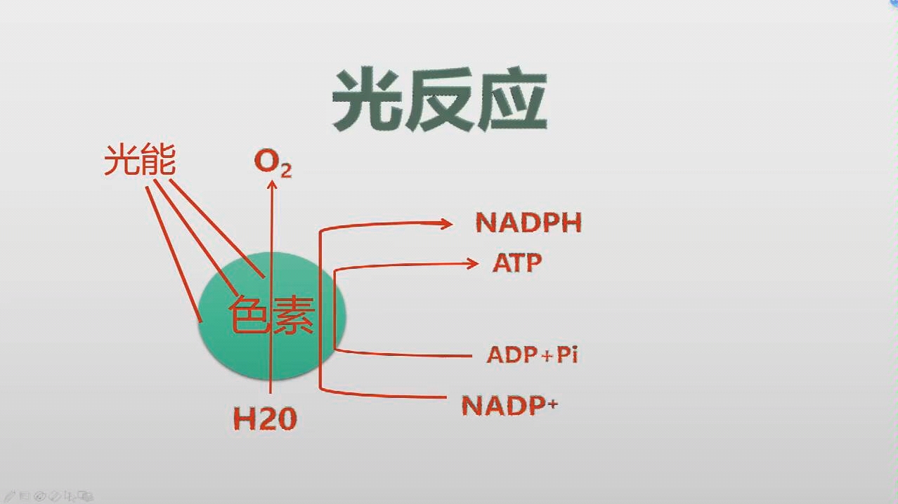 光合作用暗反应哔哩哔哩bilibili