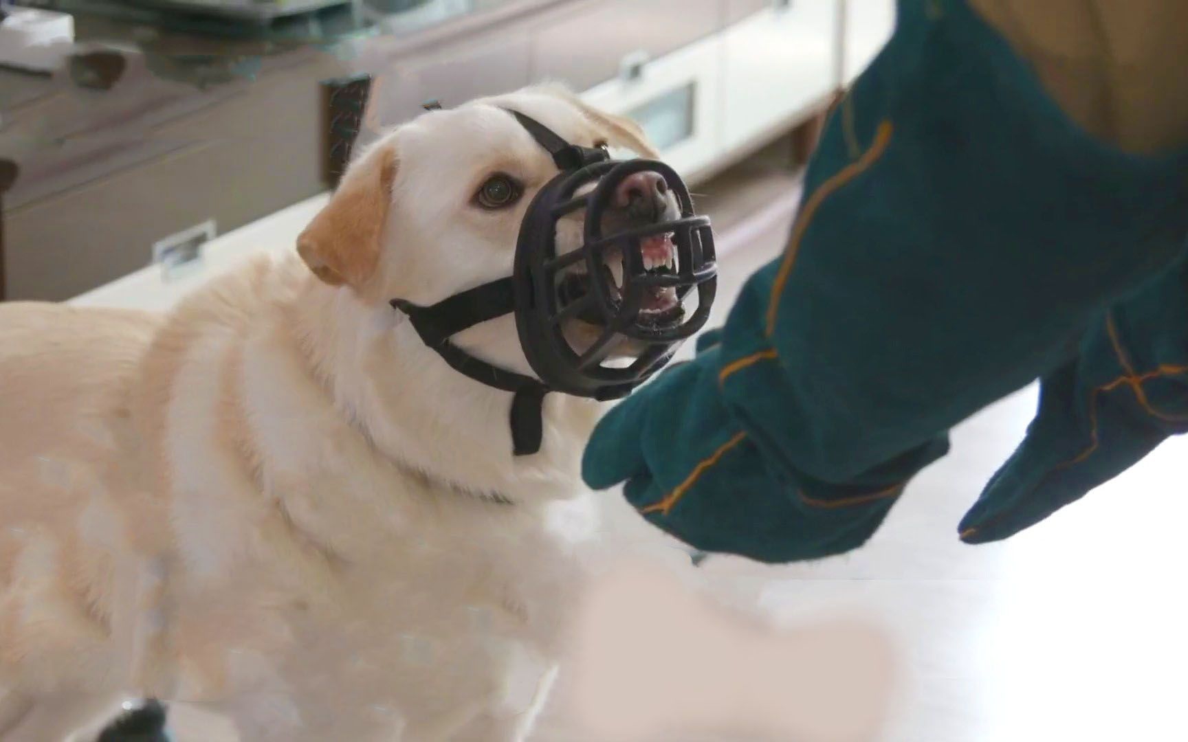 [图]拉布拉多护食咬人，对着训犬师都敢呲牙，结果被狠狠上了一课