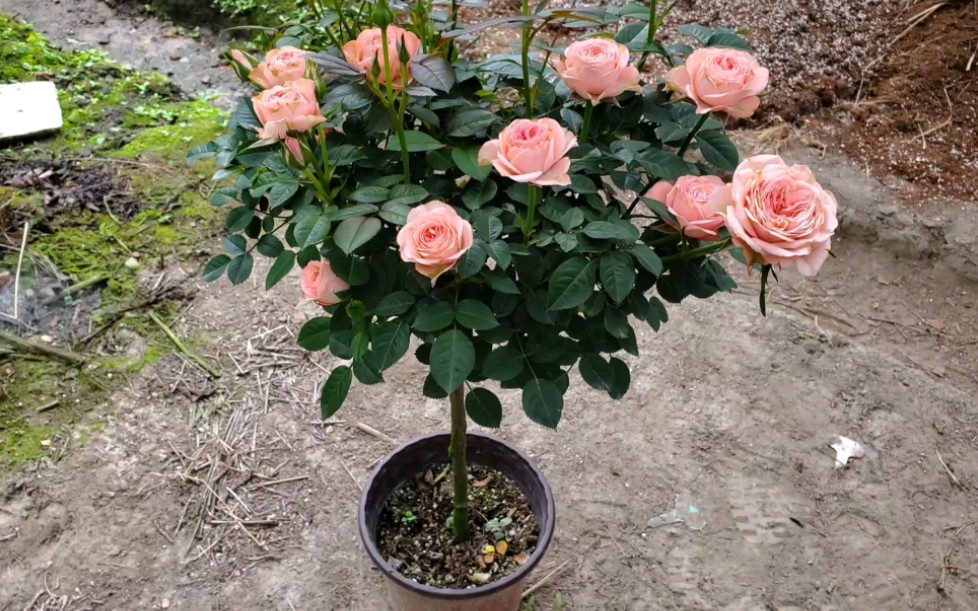 个头不大花期超长,诗人科德娜月季